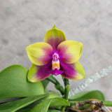 Phal. Sogo Kaiulan x Yin's Purple Kaiulani (Clone)