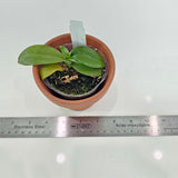 Phalaenopsis maculata