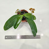 Phalaenopsis Zhengmin Tyrannosaurus 'Nan'