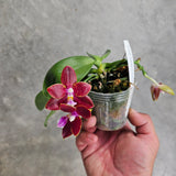 Phalaenopsis Zhengmin Tyrannosaurus 'Nan'