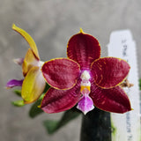 Phalaenopsis Zhengmin Tyrannosaurus 'Nan'