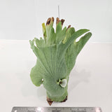 Platycerium wandae