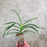 Vanda (falcata x denisoniana)