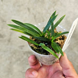 Vanda falcata SHUTENOU