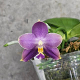 Phal. Mituo Purple Dragon '277'