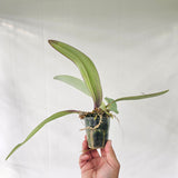 Bulbophyllum phalaenopsis