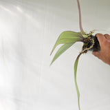 Bulbophyllum phalaenopsis