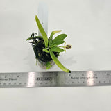 Gastrochilus retrocallus (Haraella retrocalla)