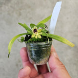 Gastrochilus retrocallus (Haraella retrocalla)