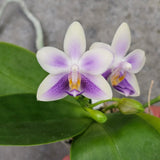 Phal. Micaels Bluerock