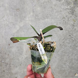 Phal. Chia-Shing Hot Kiss ‘256’