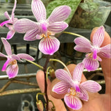 Phalaenopsis lindenii (Clone)