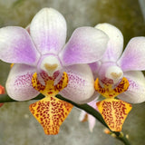 Phalaenopsis (Jiaho Cherry x lobbii) x schilleriana