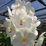 Vanda Nopporn White Diamond