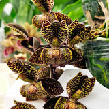Catasetum Maquiabelo 'MOC4'