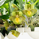 Catasetum Carmenbaranda Panama 'MOC1'