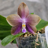 Phalaenopsis Mituo Prince ‘Blue’