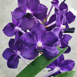 Vanda Ploenpit Blue