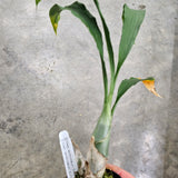 Ctsm. denticulatum 'SVO' AM/AOS x Ctsm. denticulatum 'SVO II' AM/AOS