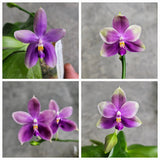 Phalaenopsis (LL Blue Pie x  Lioulin Blue Jenny)