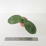 Phalaenopsis Yin's Green Canary 'Chienlung'