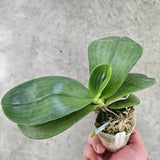 Phalaenopsis Yin's Green Canary 'Chienlung'