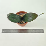 Phalaenopsis intermedia x ( lindenii x schilleriana)