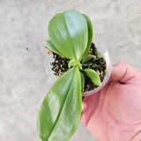 Phalaenopsis Lioulin Blue Peacock x KS Ludde