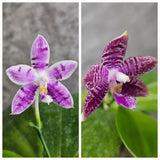 Phalaenopsis tetraspis ‘Blue lip’ x violacea indigo