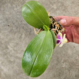 Phalaenopsis SG Passion