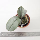 Phalaenopsis sanderiana 'Silver Leaf'