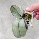 Phalaenopsis sanderiana 'Silver Leaf'