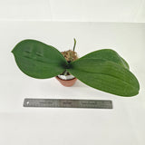 Phalaenopsis Wulu Caishen ‘9207’