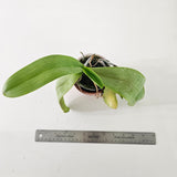 Phalaenopsis amabilis ( Irian Jaya ) Clone