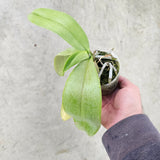 Phalaenopsis amabilis ( Irian Jaya ) Clone