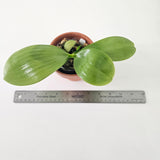 Phalaenopsis Mituo Reflex ‘flava’