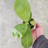 Phalaenopsis Mituo Reflex ‘flava’