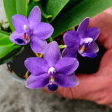 Phalaenopsis Shye-Lih Blue Lilac