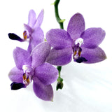 Phalaenopsis Shye-Lih Blue Lilac