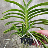 Vanda lamellata x tessellata 'alba'