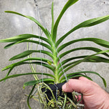 Vanda lamellata x limbata