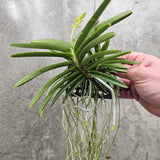 Vanda miniata (Syn. Ascocentrum miniatum)