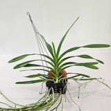 Vanda insignis