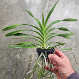 Vanda insignis