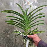 Vanda Nopporn White Diamond