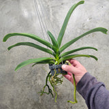 Rhynchostylis gigantea 'Orange'