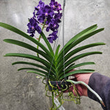 Vanda Ploenpit Blue