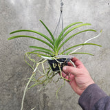 Vanda M.V. Tannins