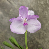 Vanda coerulea 'Pink'