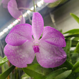 Vanda coerulea 'Pink'